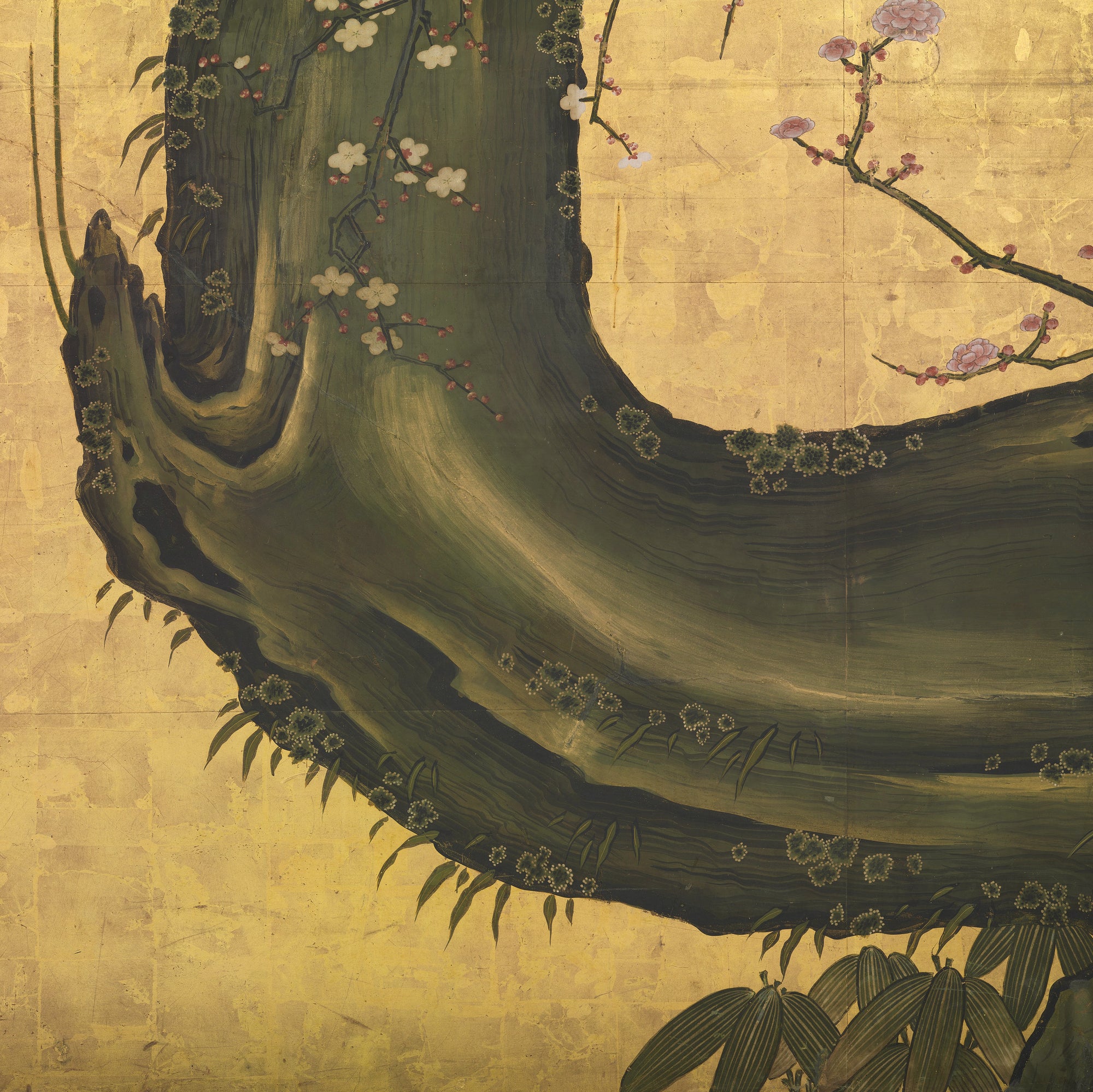 Old Plum Tree