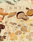 Chart of plants IV - Japonica Graphic
