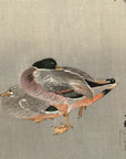 Ducks at full moon - Japonica Graphic