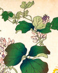 Kudzu and Japanese quail - Japonica Graphic