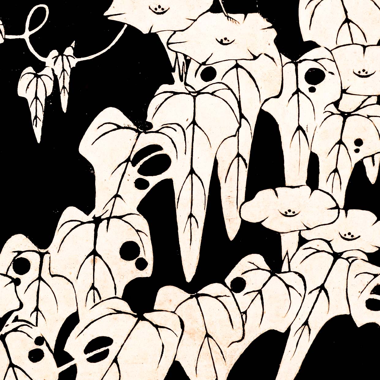 Morning glory - Japonica Graphic