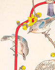 Wintersweet and Parrot - Japonica Graphic