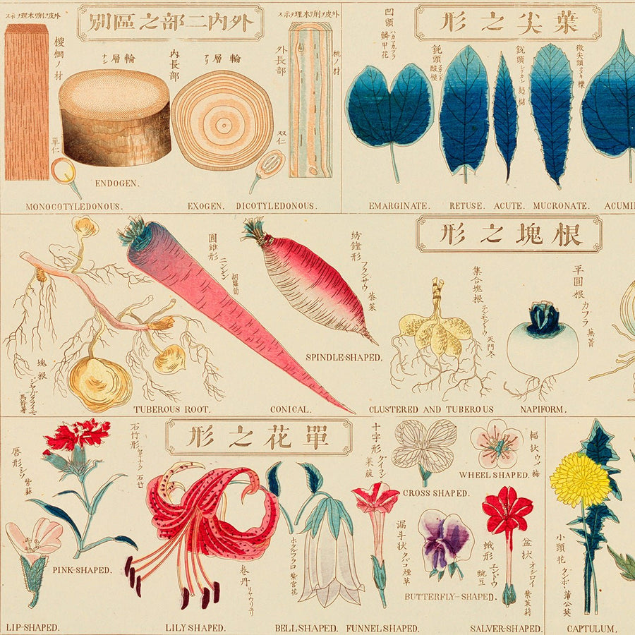 Chart of plants I - Japonica Graphic