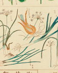 Chart of plants IV - Japonica Graphic