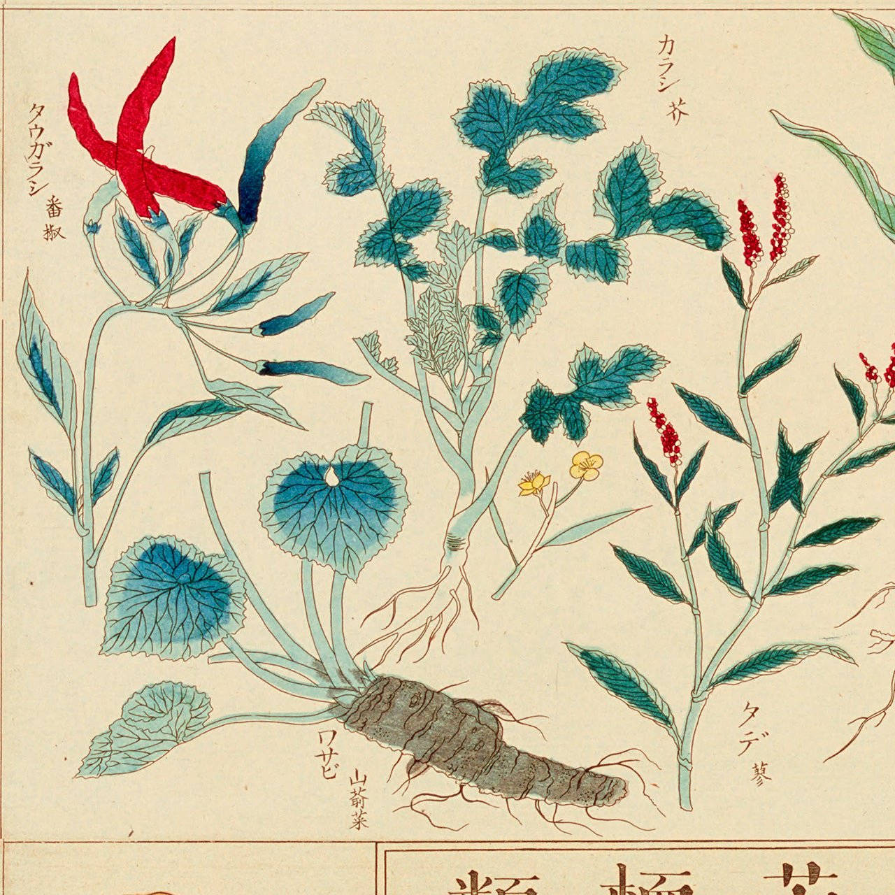Chart of plants IV - Japonica Graphic