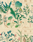 Chart of plants IV - Japonica Graphic
