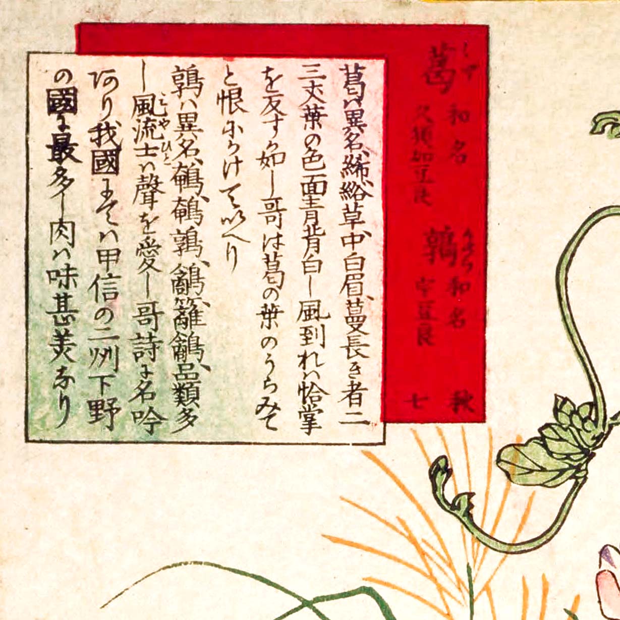 Kudzu and Japanese quail - Japonica Graphic
