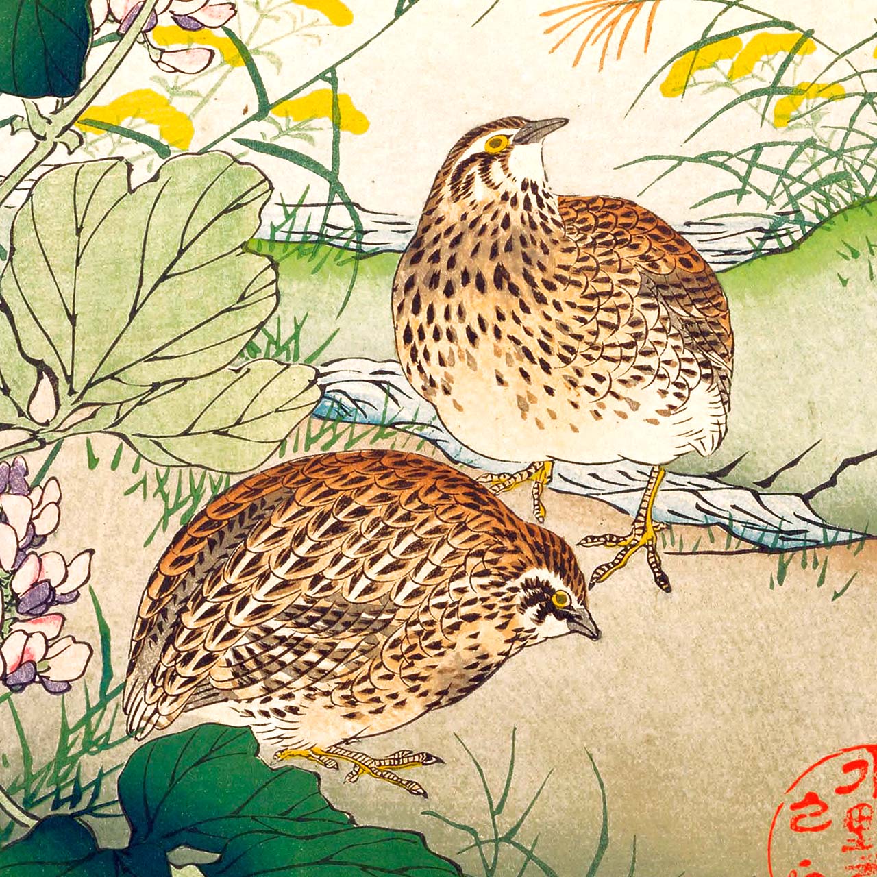Kudzu and Japanese quail - Japonica Graphic