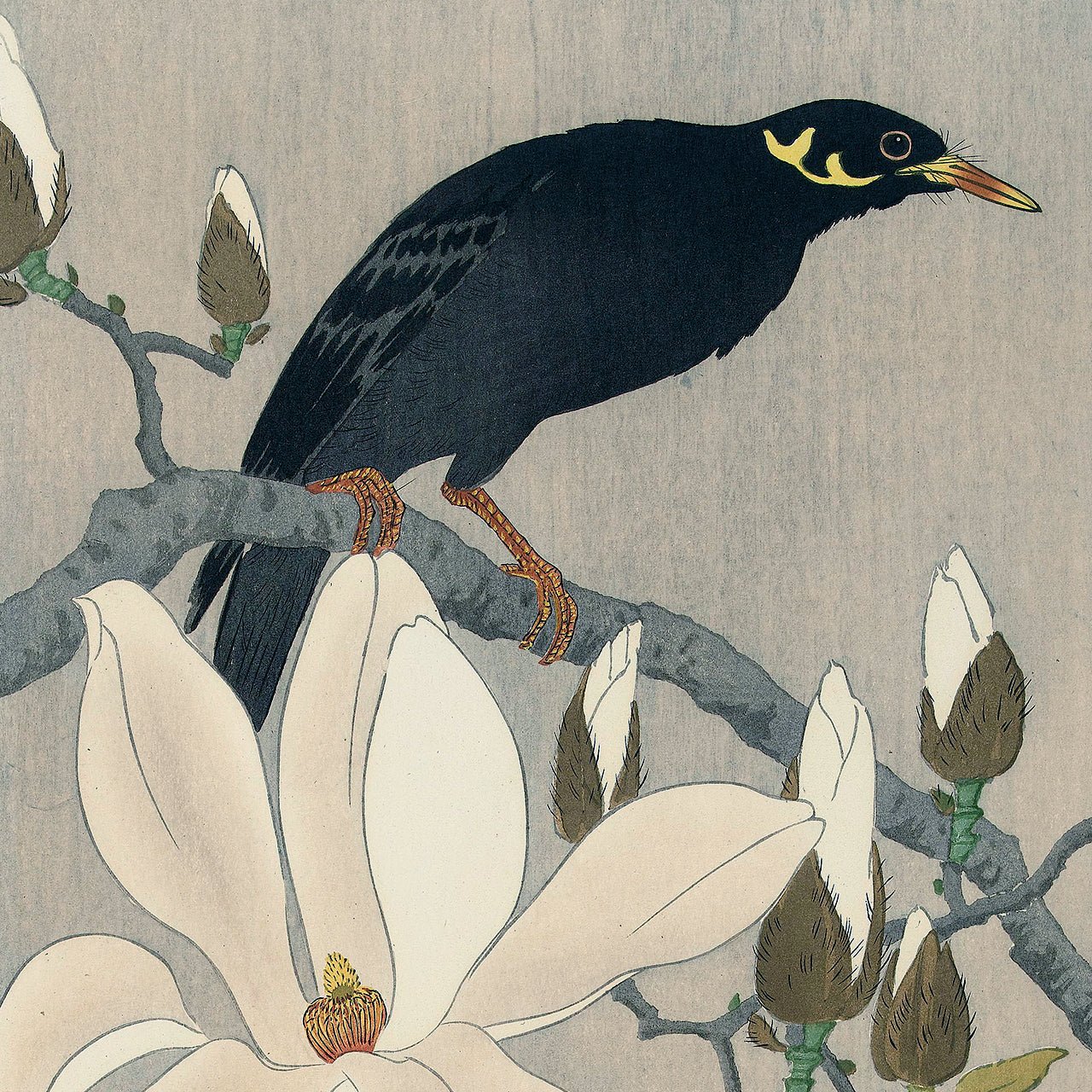 Myna on Magnolia Branch - Japonica Graphic
