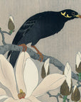 Myna on Magnolia Branch - Japonica Graphic