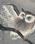 Owl in ginkgo - Japonica Graphic