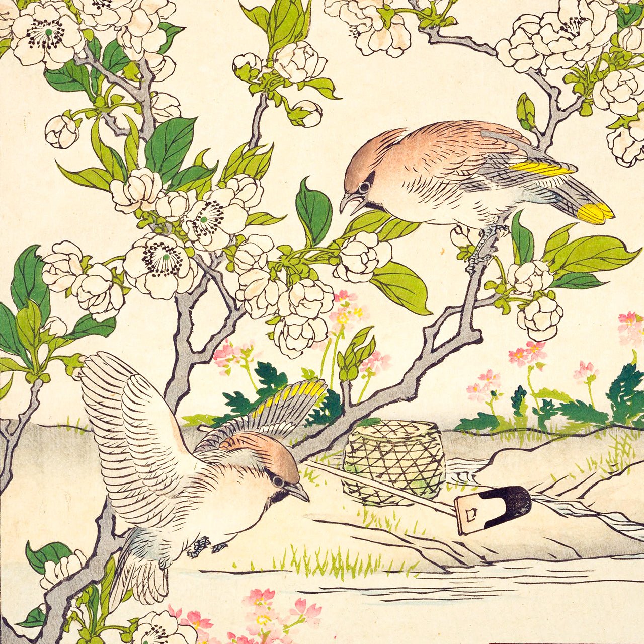 Pear Blossom and Cedar waxwing - Japonica Graphic