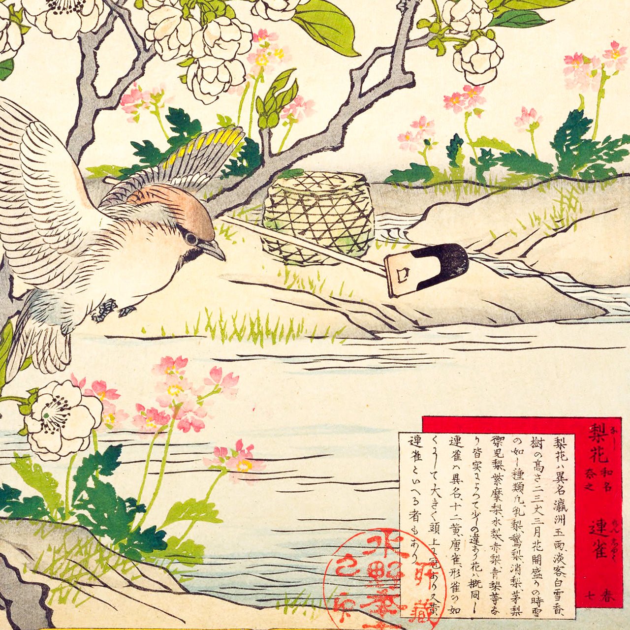 Pear Blossom and Cedar waxwing - Japonica Graphic