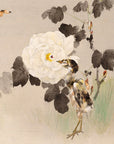 Peonies and young bird - Japonica Graphic