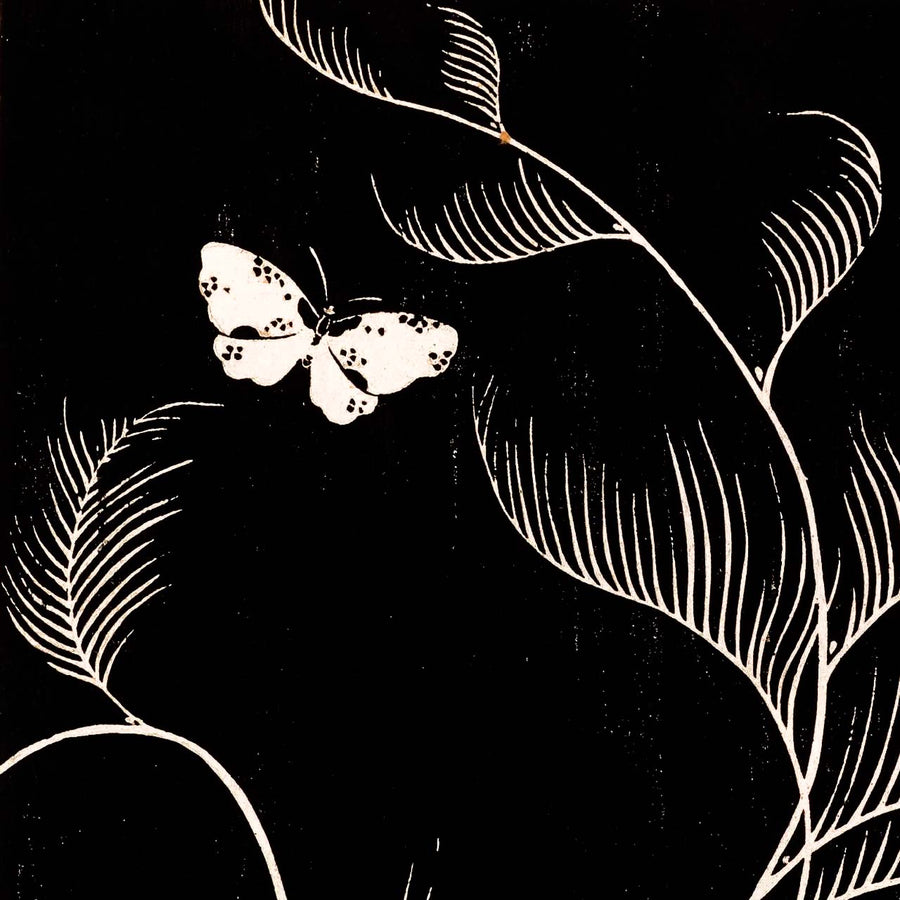 Ranunculus nipponicus - Japonica Graphic