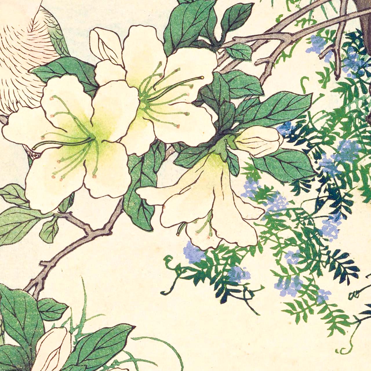 Rhododendron and dove - Japonica Graphic