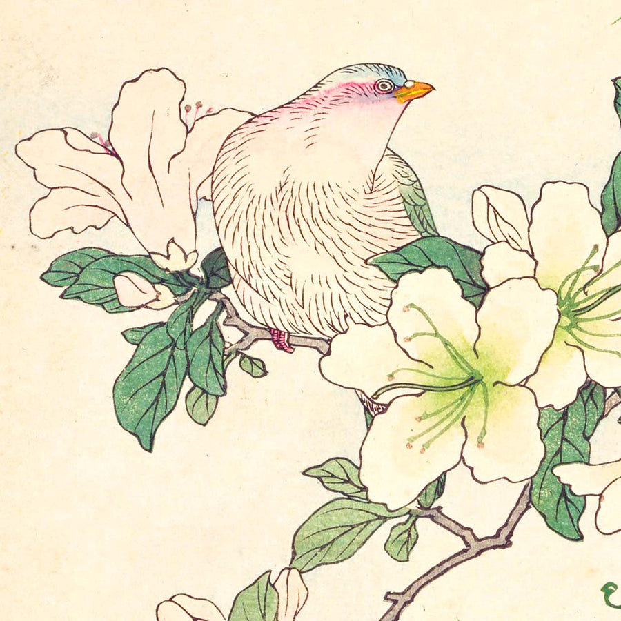 Rhododendron and dove - Japonica Graphic